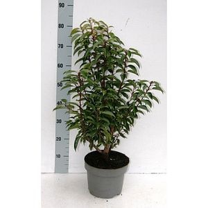 Laur portughez (Prunus lusitanica Angustifolia), D23 cm, H 80 cm