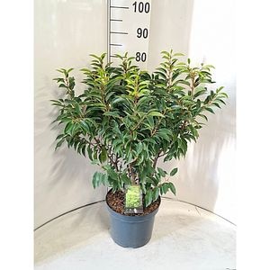 Laur portughez (Prunus lusitanica Angustifolia), D26 cm, H 100 cm