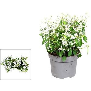 Euphorbia alba, H 15 cm