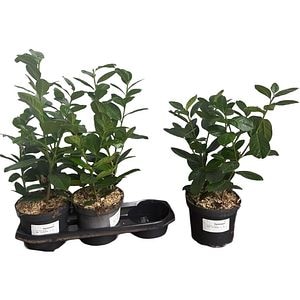 Prunus Lauroserasus Novita, D19cm, H40-60cm