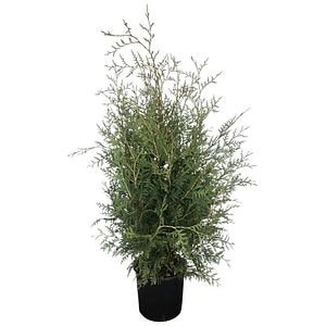 Thuja Occidentalis Brabant, D23cm, H80-100cm