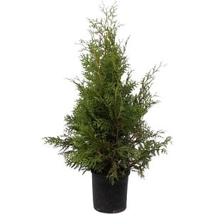 Thuja Occidentalis Brabant, D28cm, H120-140cm