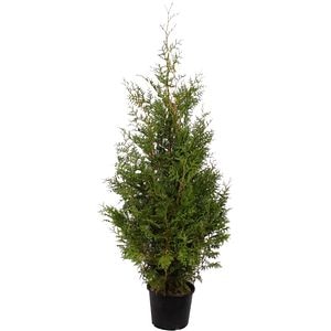 Thuja Occidentalis Brabant, D32cm, H160-180cm