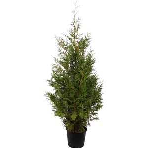 Thuja Occidentalis Brabant, D32cm, H+175cm