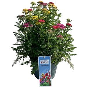 Coada-soricelului (Achillea Milly Rock Trio), H 50 cm