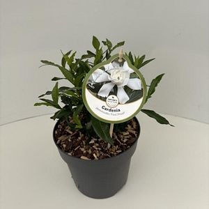 Iasomie (Gardenia jasminoides Fool Proof), 35 cm