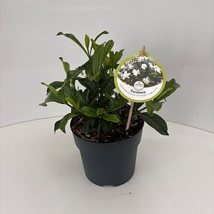 Iasomie (Gardenia jasminoides Double Diamonds), 35 cm