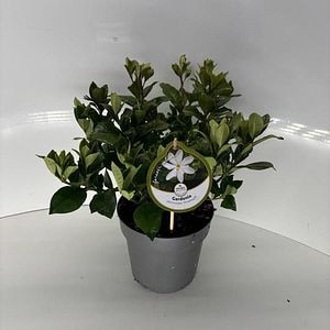 Iasomie (Gardenia jasminoides Pinwheel), 35 cm