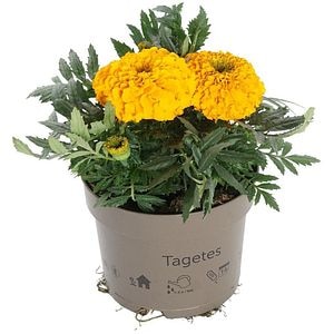 Mix Plante Perene, D 17 cm, H 20 cm