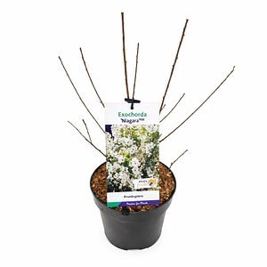 Arbust foios Exochorda R. Niagara, H 70 cm