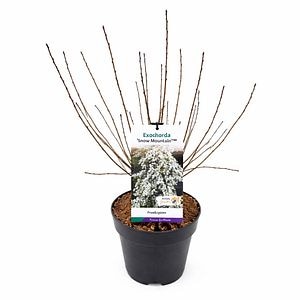 Arbust foios Exochorda R. Snow Mountain, H 70 cm