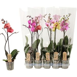 Orhidee Phalaenopsis 1 tija, 70 cm