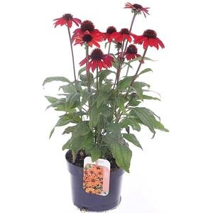 Echinacea, H 40 cm