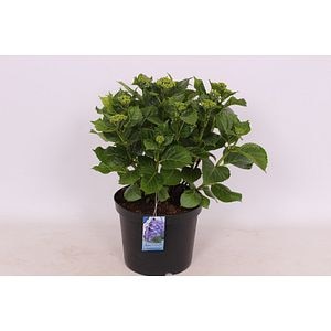 Hydrangea Albastra, in ghiveci, 15 - 45 cm