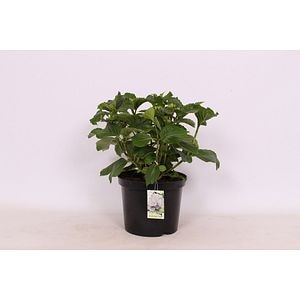 Hydrangea Alba, in ghiveci, 15 - 45 cm