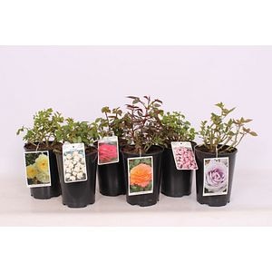 Trandafir Climbing Rose, in ghiveci