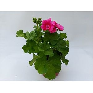 Sum Pelargonium Pretty Little, diametru 13 cm