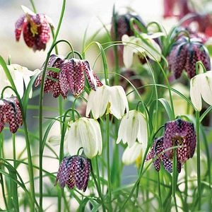 Bulb Snake S Head Fritillary