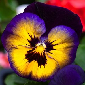 Panseluta asortata 10.5 cm