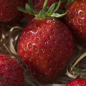 Capsuni Patio, 17 cm