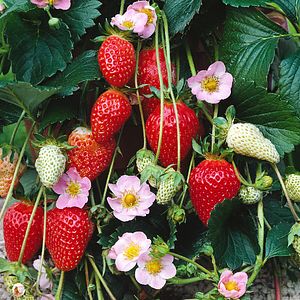 Ghiveci de agatat cu capsuni, 27 cm