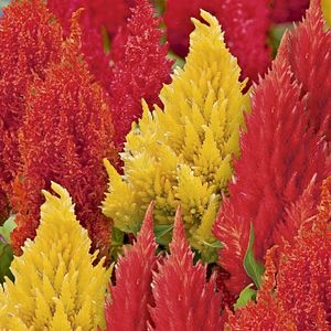 Creasta cocosului 10.5 cm