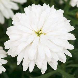 Margareta Asortata 13 Cm