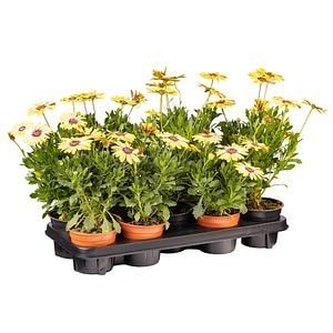 Margareta albastra, 13 cm