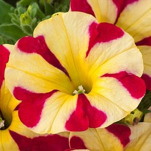 Petunie Regina Inimilor 13 Cm