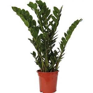 Planta de interior Zamioculas Zamiifloria, D21 cm H95 cm