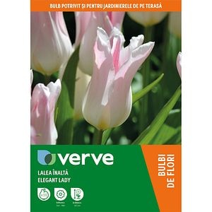 Bulbi Lalea Elegant Lady VERVE, 8 bulbi