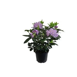 Rhododendron Hardy Hybrid, violet