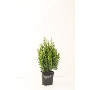 Conifer Stricta