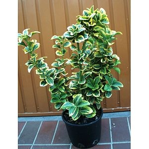 Arbust Euonymus Aurea