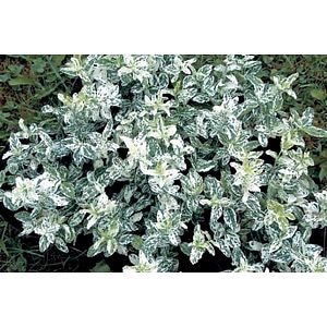 Arbust Euonymus Harlequin