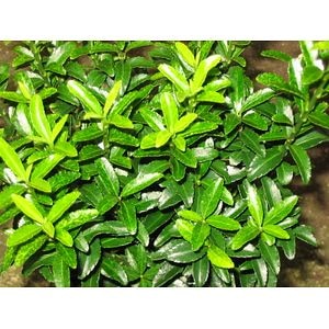 Arbust Euonymus Microphyllus