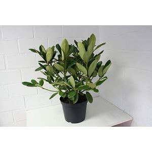 Rhododendron Hardy Hybrid, roz