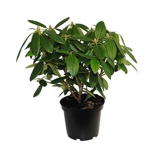 Rhododendron Hardy Hybrid, violet