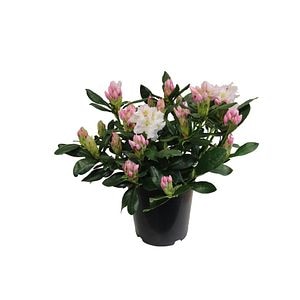 Rhododendron Hardy Hybrid, alb