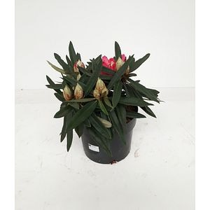Rhododendron Rosa Perle