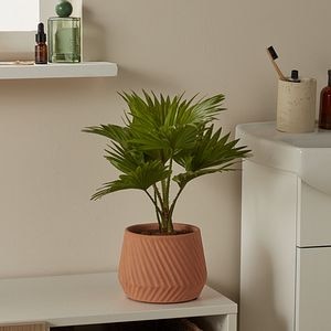 Planta de interior Palmier Livistona D12 cm H30 cm