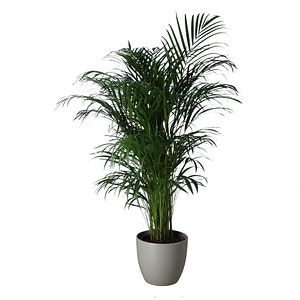 Palmier fluture, ghiveci ceramic, 24 cm