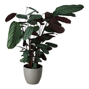 Planta de interior, Calathea Ctenanthe, ghiveci ceramic, dimaetru 24 cm