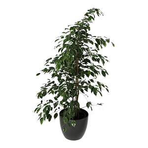Ficus golden, ghiveci ceramic, diametru 24 cm