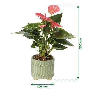 Planta de interior Anthurium, ghiveci ceramic, D9 cm H15 cm