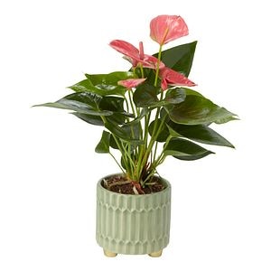Planta de interior Anthurium, ghiveci ceramic, D9 cm H15 cm