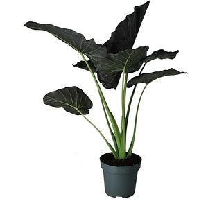 Planta Alocasia Regal Shield, D35 cm, H145 cm