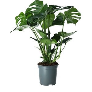 Planta Monstera, D19 cm, H30 cm