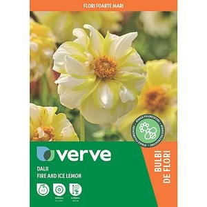 Bulbi Dalii Fire and Ice Lemon, galben