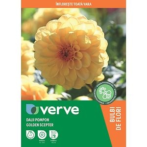 Bulbi Dalii Pompon Golden Scepter, galben